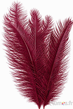 Struisvogelstaart - 30-38 cm - bordeaux